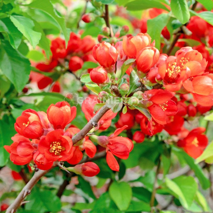 Cognassier du Japon, Chaenomeles japonica image